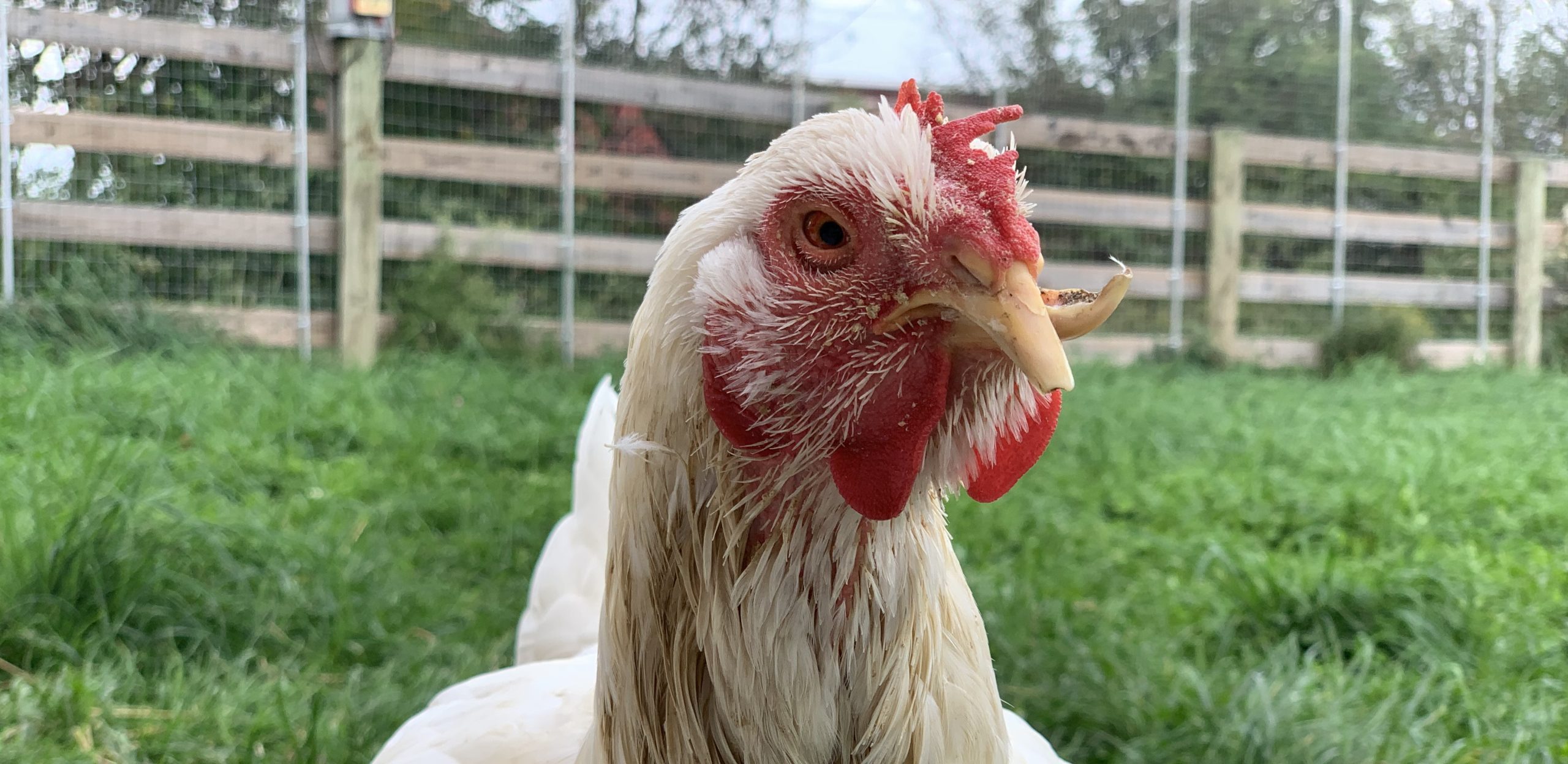 Tilly hen considers the camera with green grass behind her