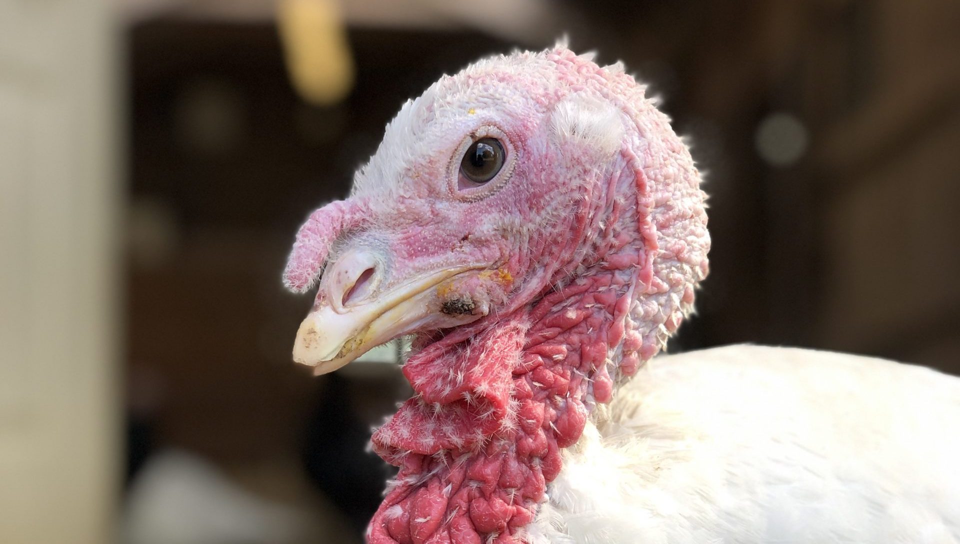 Tutu turkey at Farm Sanctuary