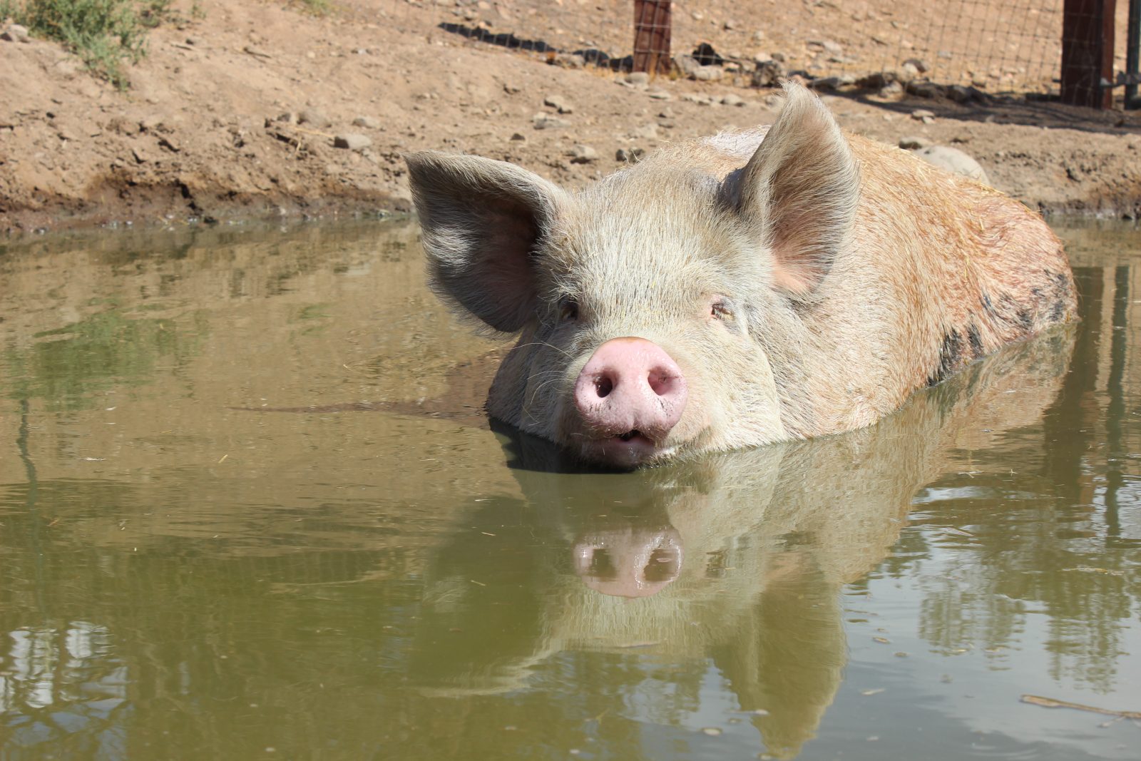 Von D pig at Farm Sanctuary