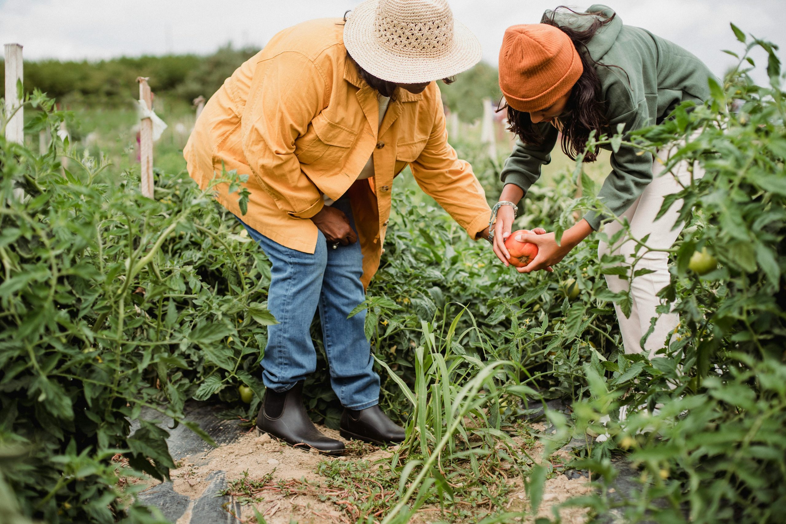 Two farmers growing tomatoes