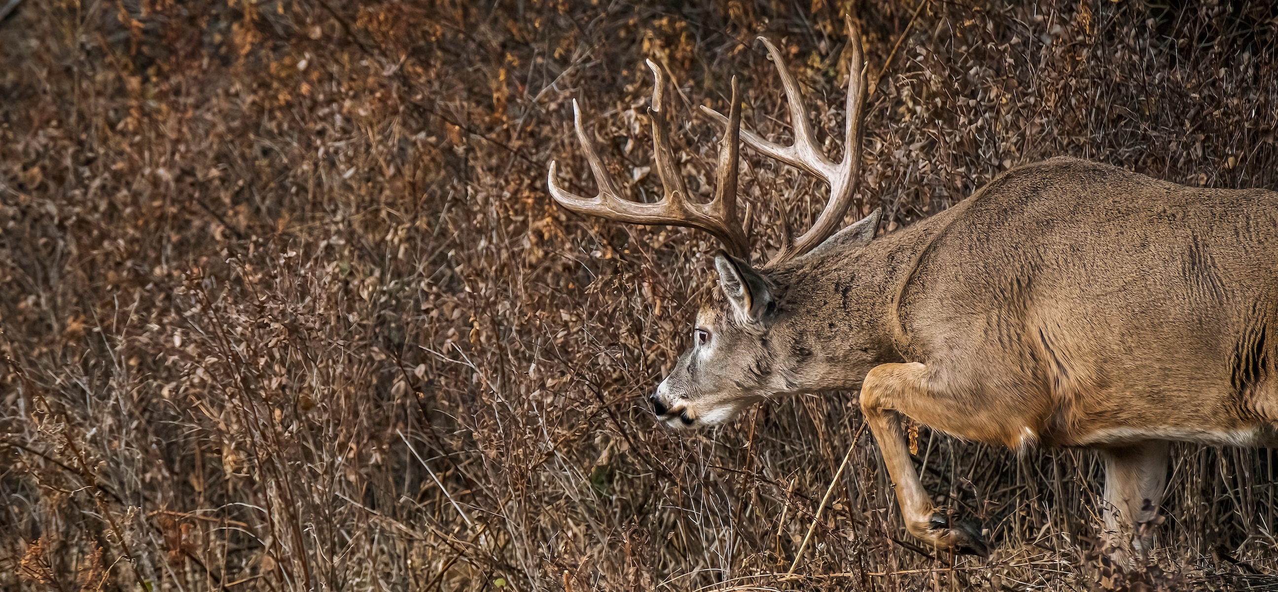 Nc Deer Season 2024 Map Toby Aeriell