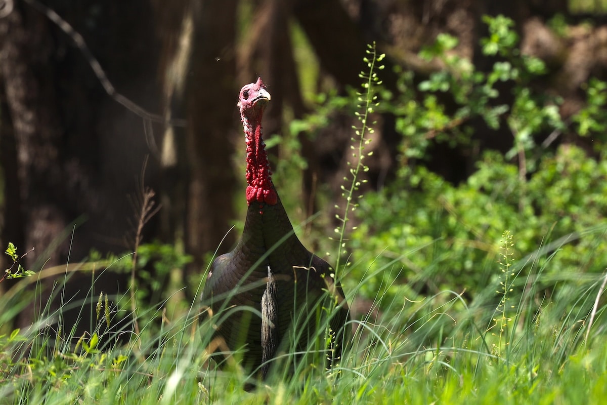 10 Reasons to Shoot TSS Ammo for Turkeys - HuntStand