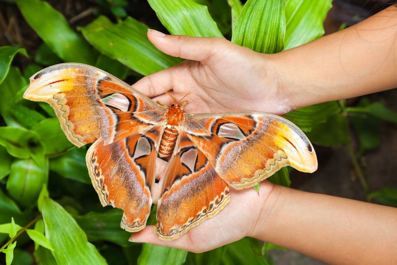 A stock image of an Atlas moth (Attacus atlas), one of the world's largest species of moths. 