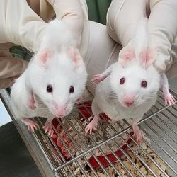 The mouse on the left has dark eyes and patches of black fur. The mouse on the right has red eyes and all white fur.