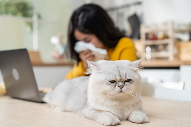 Woman sneezing into a tissue as a cat scowls in the foreground