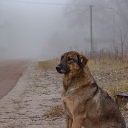 Stray dog in the Chernobyl Exclusion Zone