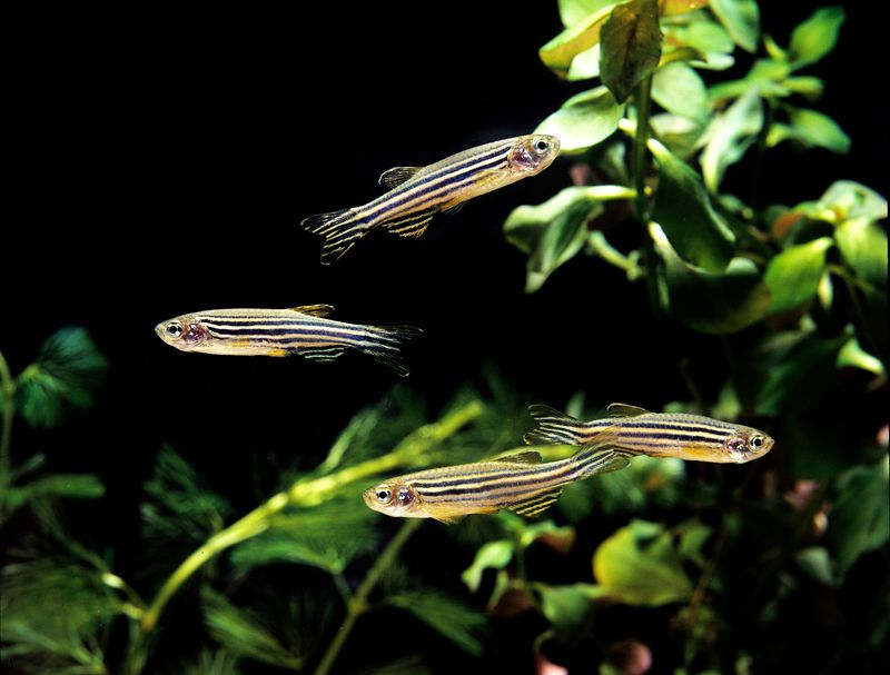 four zebrafish in a tank with some green foliage against a black background