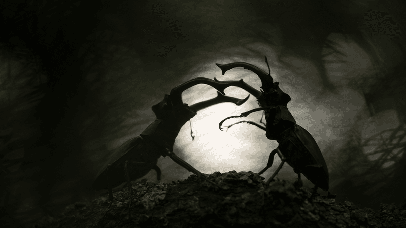 Close up photograph of two male stage beetles fighting. The image is very dark and atmospheric.