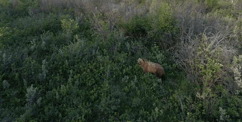 As well as scaring off bears from human habitation, drones can be effective for finding and filming them.