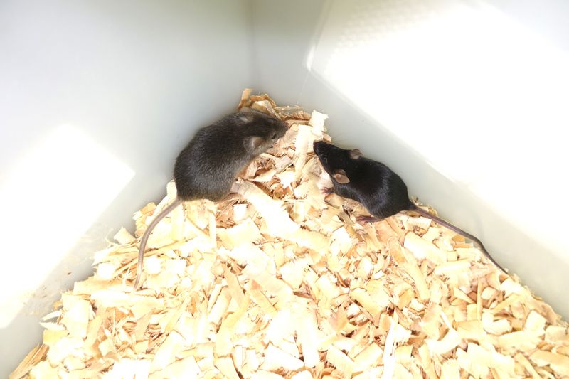 A bi-paternal mouse and a wild-type mouse in a box