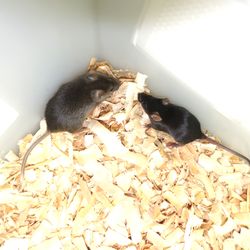 A bi-paternal mouse and a wild-type mouse in a box