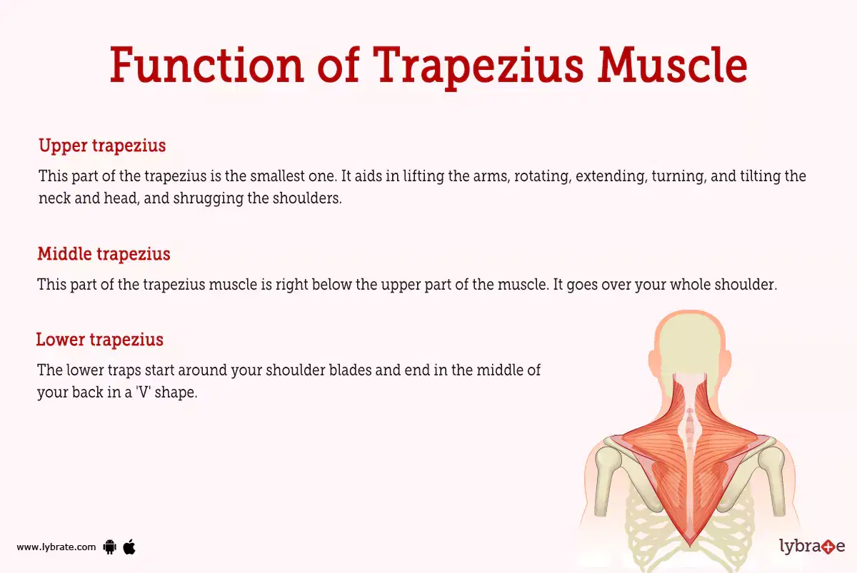 Purpose And Importance Of The Lower Trapezius Muscle - vrogue.co