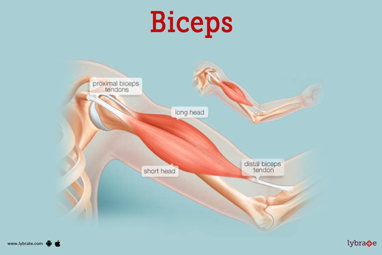 Biceps Tendon