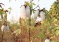 Organically grown cotton in Punjab