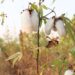 Organically grown cotton in Punjab