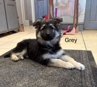 German Shepherd dogs for sale in Wisbech - Advert 3