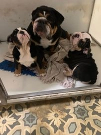 English Bulldog dogs for sale in Chesterfield - Advert 1