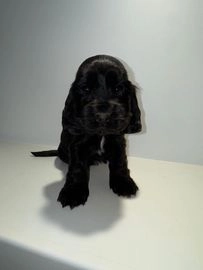 Cocker Spaniel dogs for sale in Crewe - Advert 14