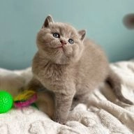 British Shorthair cats for sale in Basildon - Advert 15