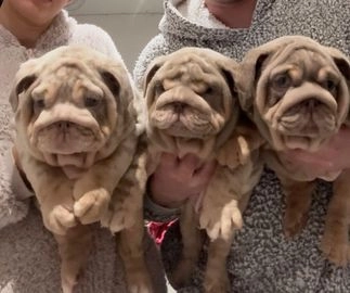 English Bulldog dogs for sale in Wallasey - Advert 8