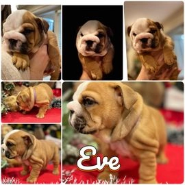 English Bulldog dogs for sale in Milton Keynes - Advert 13