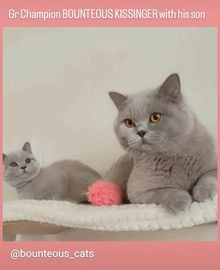 British Shorthair cats for sale in Watford - Advert 10