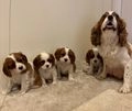 Cavalier King Charles Spaniel dogs for sale: Traditional Blenheim Cavalier Puppies  in West Malling - Image 35