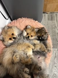 Pomeranian dogs for sale in Coventry - Advert 9