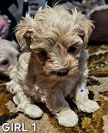 Maltipoo dogs for sale in Oldbury - Advert 3