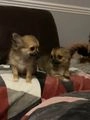 Chihuahua dogs for sale:  ❤️Ready Now K.C longcoat pups and K.C Tiny Boy ❤️ in Buckingham - Image 21