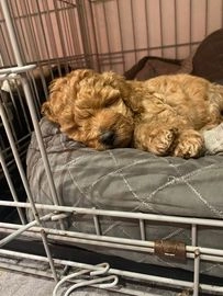 Miniature Poodle dogs for sale in Burntwood - Advert 5