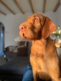 Hungarian Vizsla dogs for stud in Amlwch - Advert 17