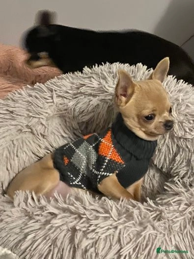 Chihuahua dogs for sale:  ❤️Ready Now K.C longcoat pups and K.C Tiny Boy ❤️ in Buckingham - Image 10