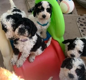 Miniature Poodle dogs for sale in Welling - Advert 3