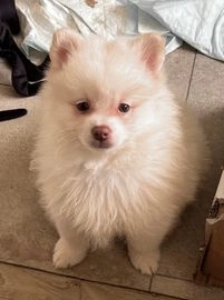 German Spitz dogs for sale in Wolverhampton - Advert 1