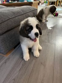 Saint Bernard dogs for sale in Birmingham - Advert 1