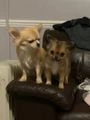 Chihuahua dogs for sale:  ❤️Ready Now K.C longcoat pups and K.C Tiny Boy ❤️ in Buckingham - Image 16