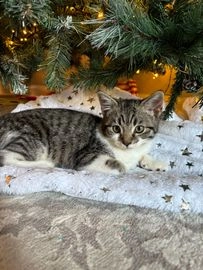 American Wirehair cats for sale in Huddersfield - Advert 2