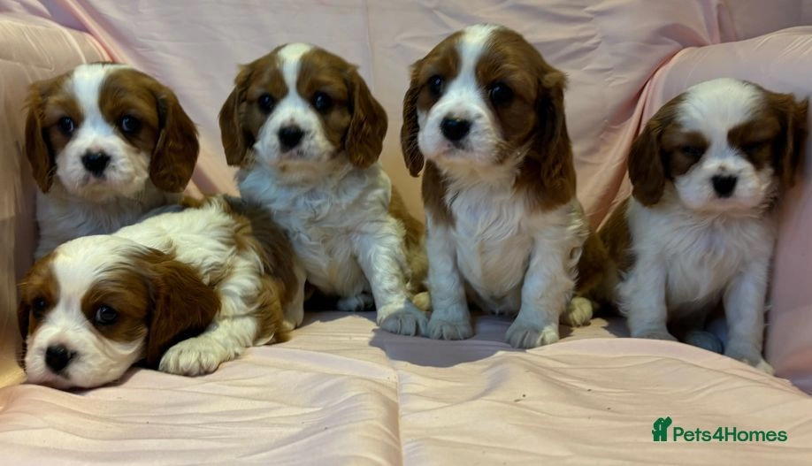 Cavalier King Charles Spaniel dogs for sale: Traditional Blenheim Cavalier Puppies  in West Malling - Image 31