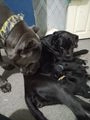 Cane Corso dogs for sale: Cane corso puppies  in Portsmouth - Image 4