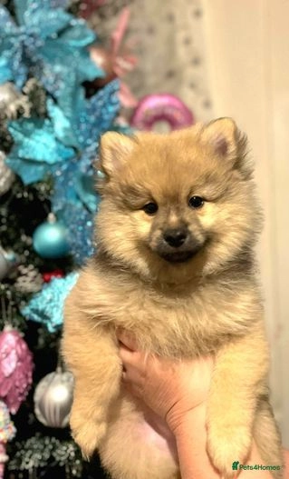 Pomeranian dogs for sale: Teddy bear pomeranian puppies  in Bolton - Image 1