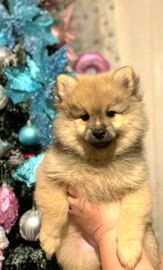 Pomeranian dogs for sale in Bolton - Advert 2