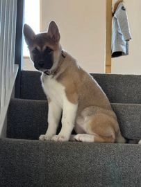 Akita dogs for sale in Norwich - Advert 1