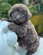 Labradoodle dogs for sale in Sheffield - Advert 3