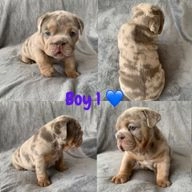 English Bulldog dogs for sale in Oldbury - Advert 15