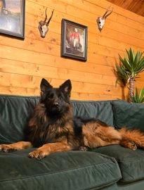 German Shepherd dogs for sale in Wisbech - Advert 2