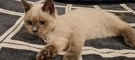 British Shorthair cats for sale in Harrow - Advert 9