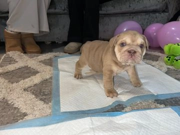 English Bulldog dogs for sale in Atherstone - Advert 1