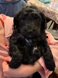 Cockapoo dogs for sale in Chesterfield - Advert 3