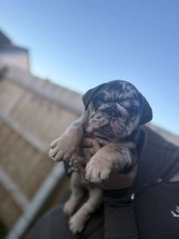 English Bulldog dogs for sale in Stratford-upon-Avon - Advert 2